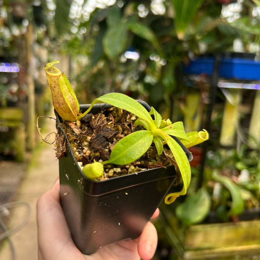 Nepenthes maxima BB x eymae EP, CAR-0669