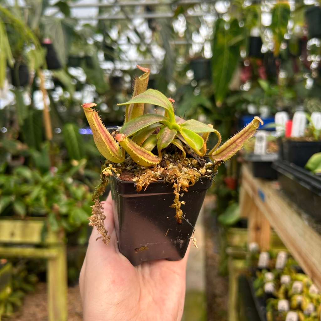 Nepenthes ('Song of Melancholy' x truncata) x {[(Rokko x boschiana) x veitchii] x veitchii(m)}, CAR-0858