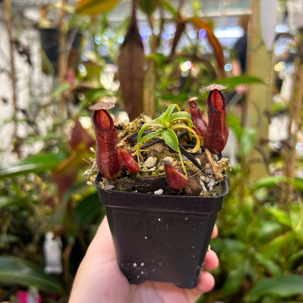 Nepenthes hamata Tambusisi x (ventricosa x hamata) CAR-0719