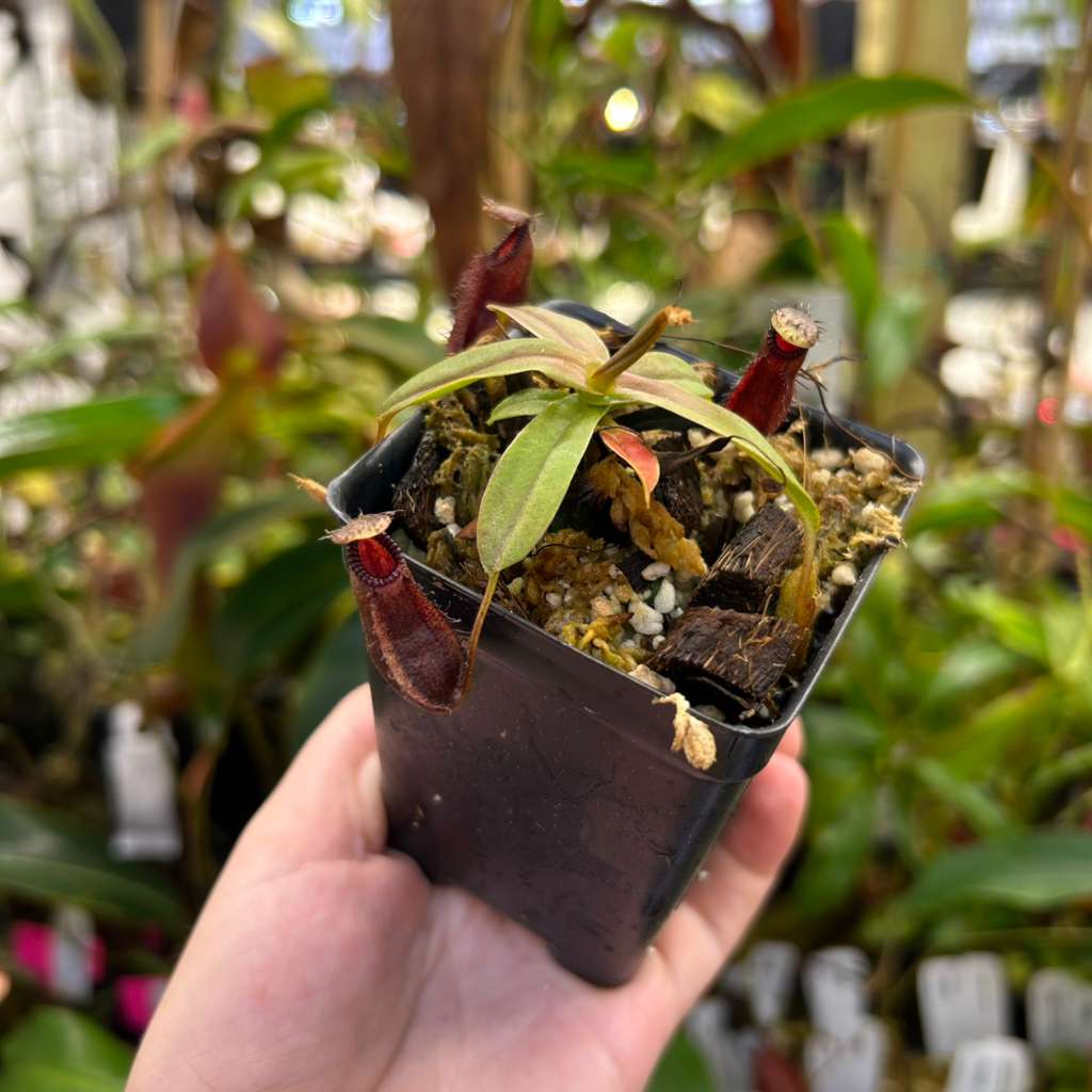 Nepenthes hamata Tambusisi x (ventricosa x hamata) CAR-0719
