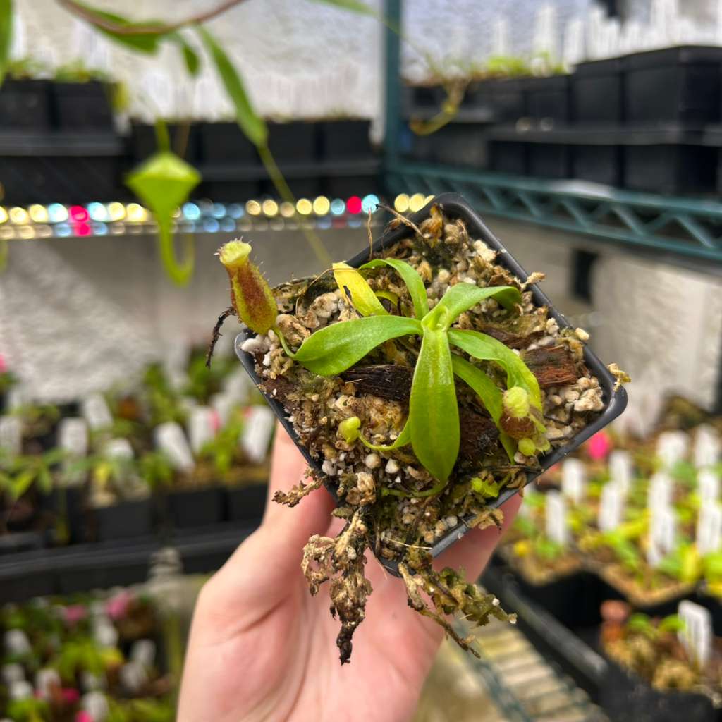 Nepenthes naga x Harryana, CAR-0467 – Carnivero