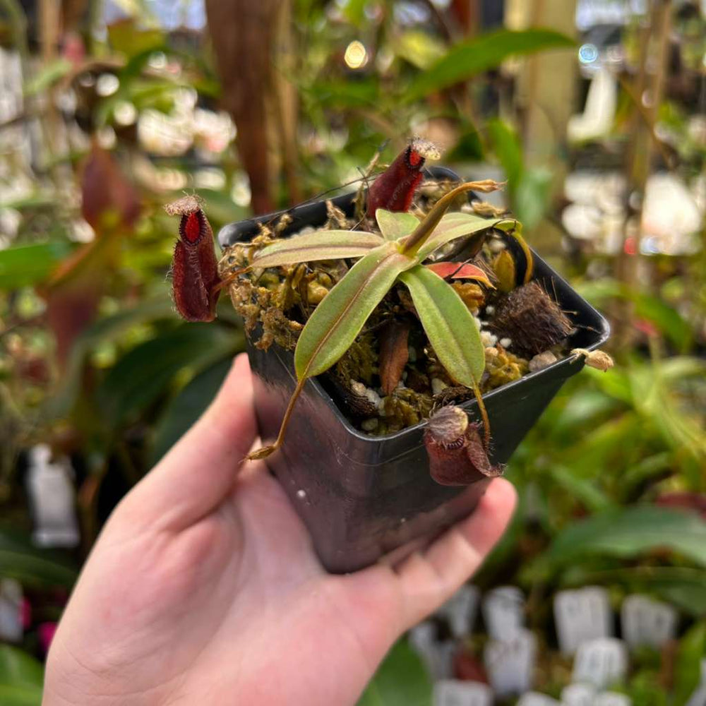 
                      
                        Nepenthes hamata Tambusisi x (ventricosa x hamata) CAR-0719
                      
                    