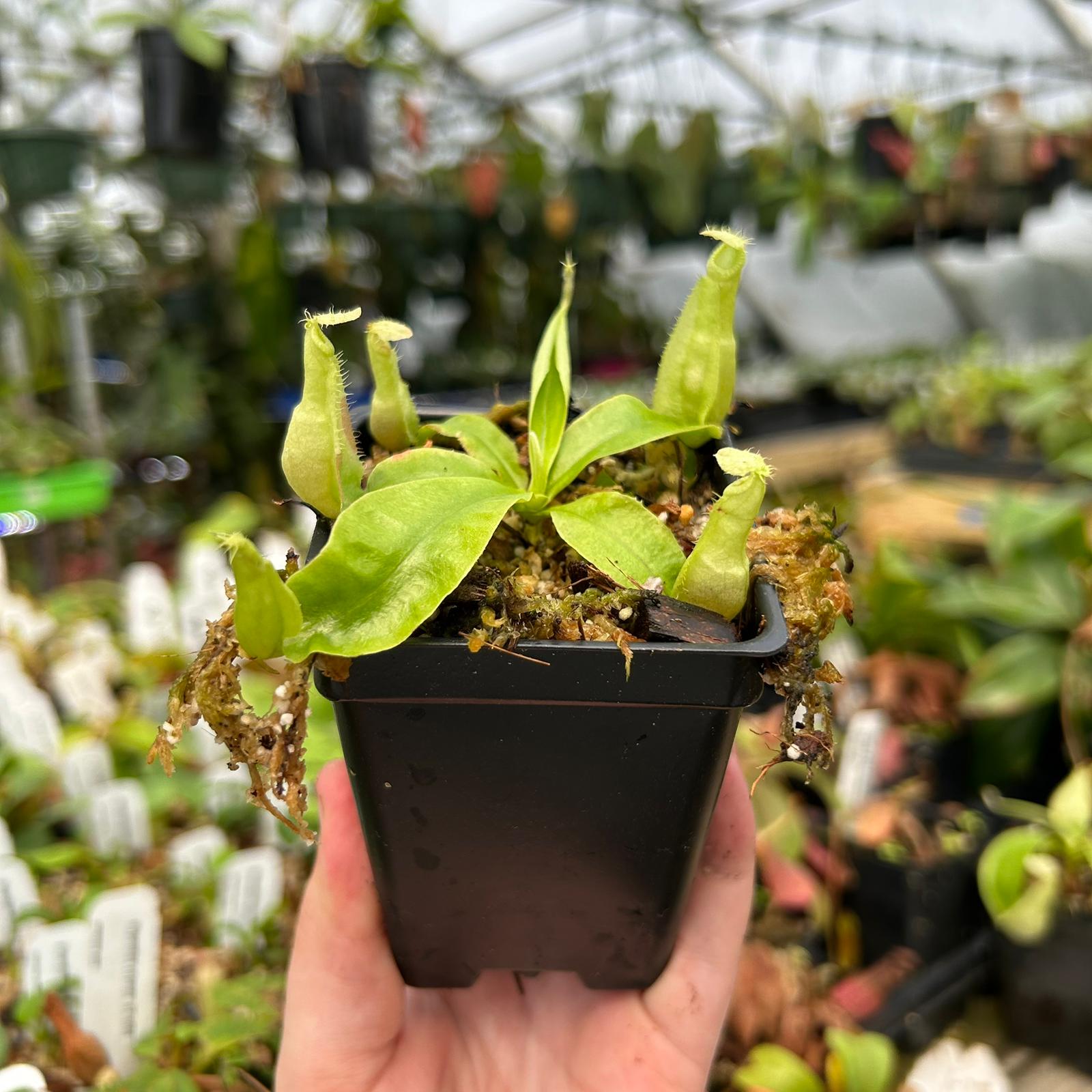 Nepenthes rafflesiana (JB x var alata), CAR-0559 – Carnivero