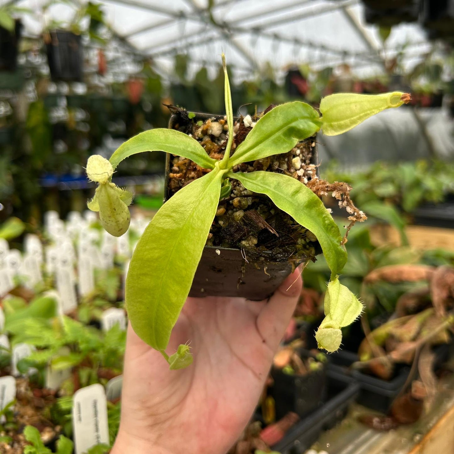 Nepenthes rafflesiana (JB x var alata), CAR-0559