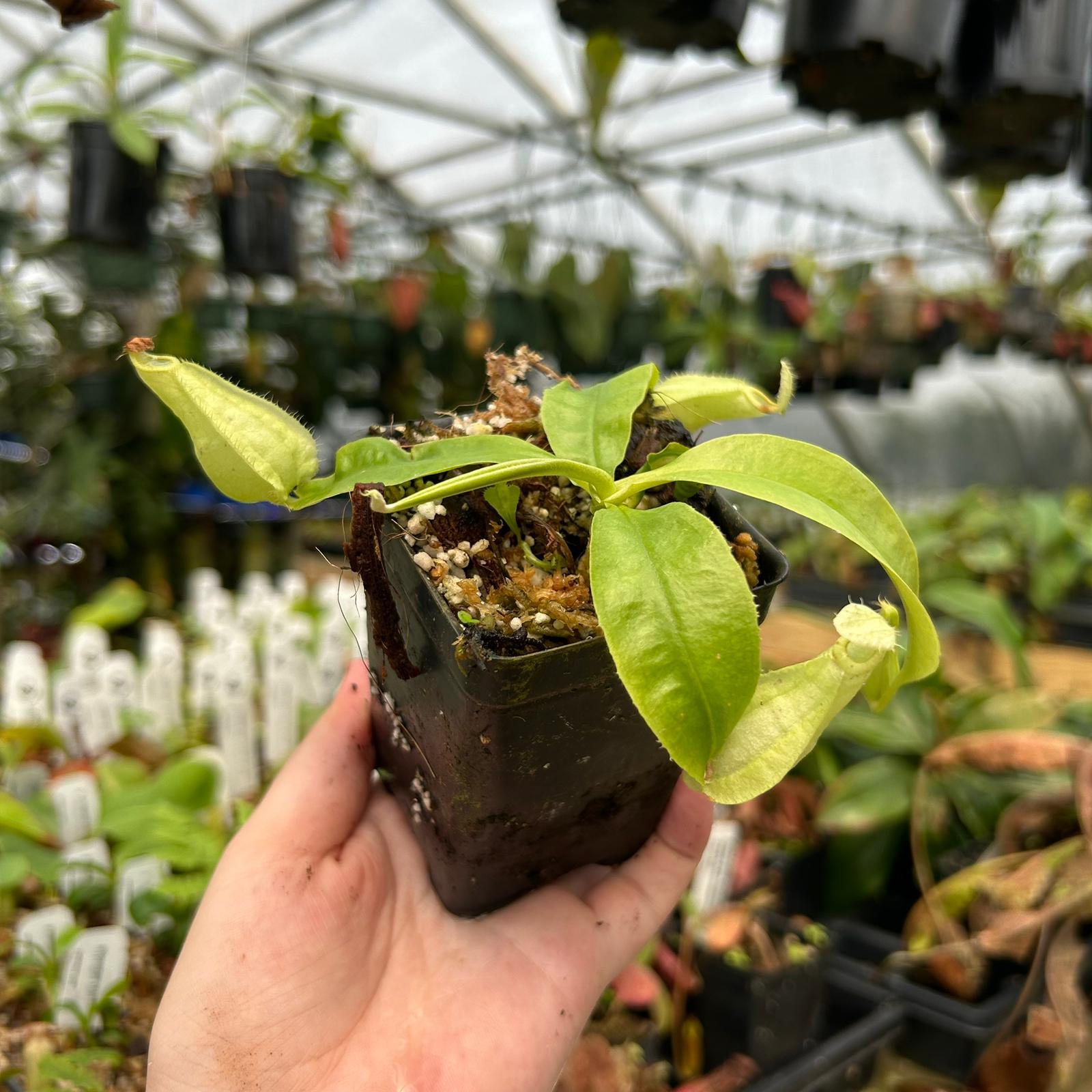 Nepenthes rafflesiana (JB x var alata), CAR-0559 – Carnivero
