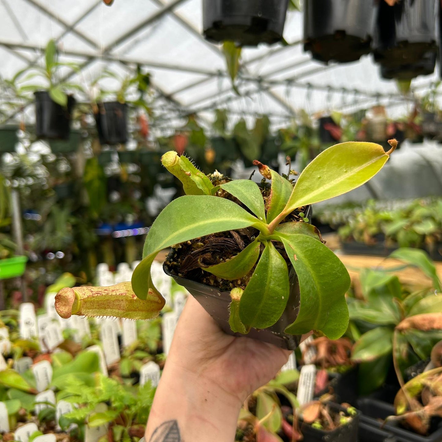Nepenthes [(Rokko x boschiana) x veitchii-Orange Fade] x {'Song of Melancholy' x [(lowii x veitchii) x boschiana]}, CAR-0807