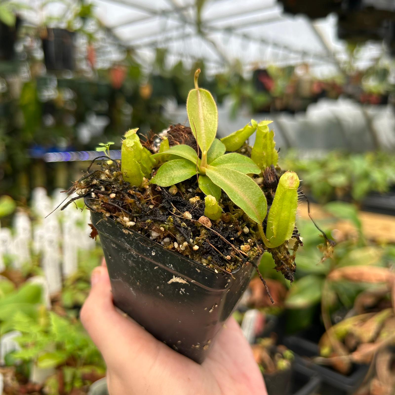 Nepenthes [(Rokko x boschiana) x veitchii-Orange Fade] x {'Song of