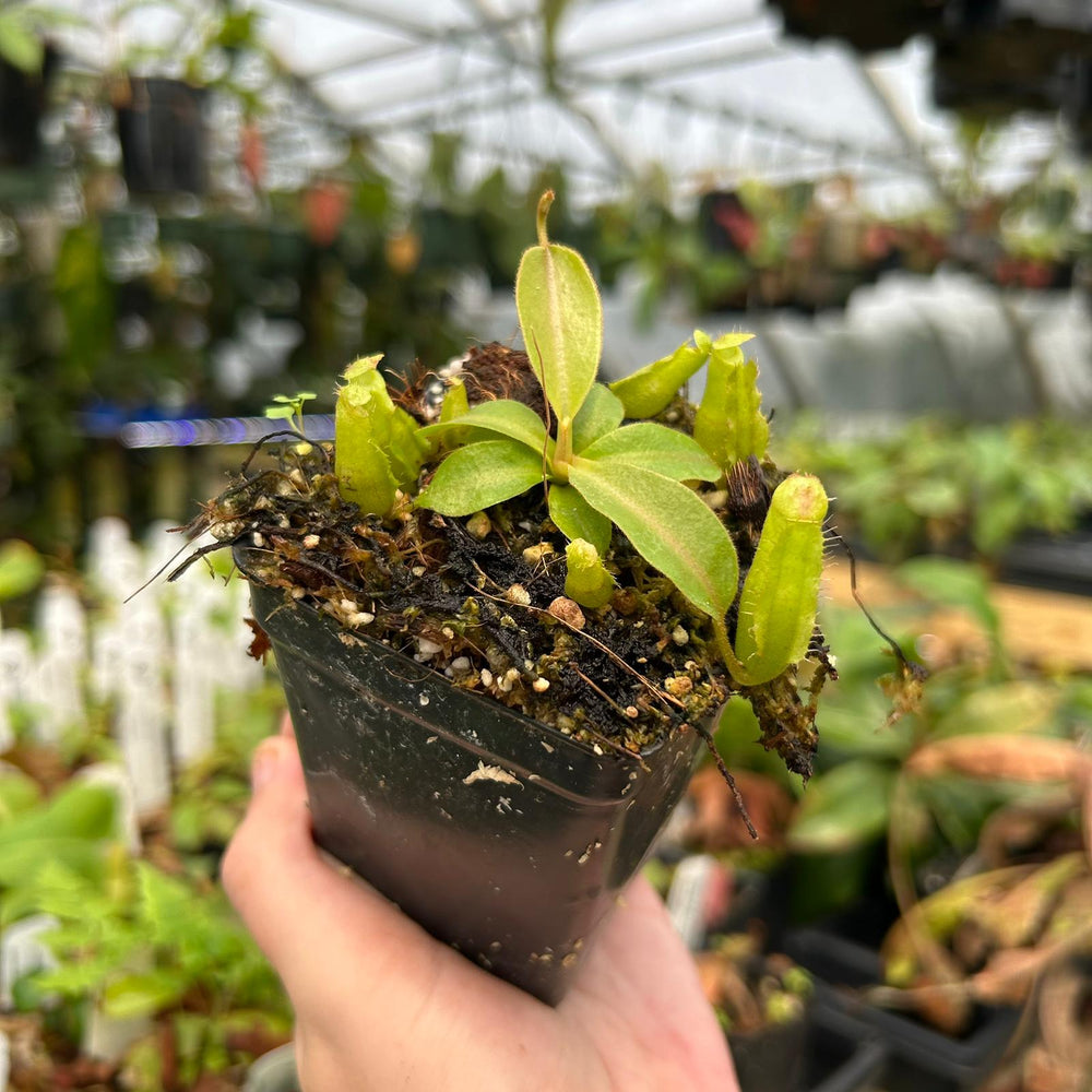 
                      
                        Nepenthes [(Rokko x boschiana) x veitchii-Orange Fade] x {'Song of Melancholy' x [(lowii x veitchii) x boschiana]}, CAR-0807
                      
                    