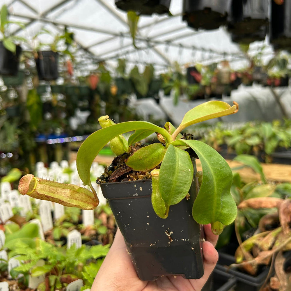 
                      
                        Nepenthes [(Rokko x boschiana) x veitchii-Orange Fade] x {'Song of Melancholy' x [(lowii x veitchii) x boschiana]}, CAR-0807
                      
                    