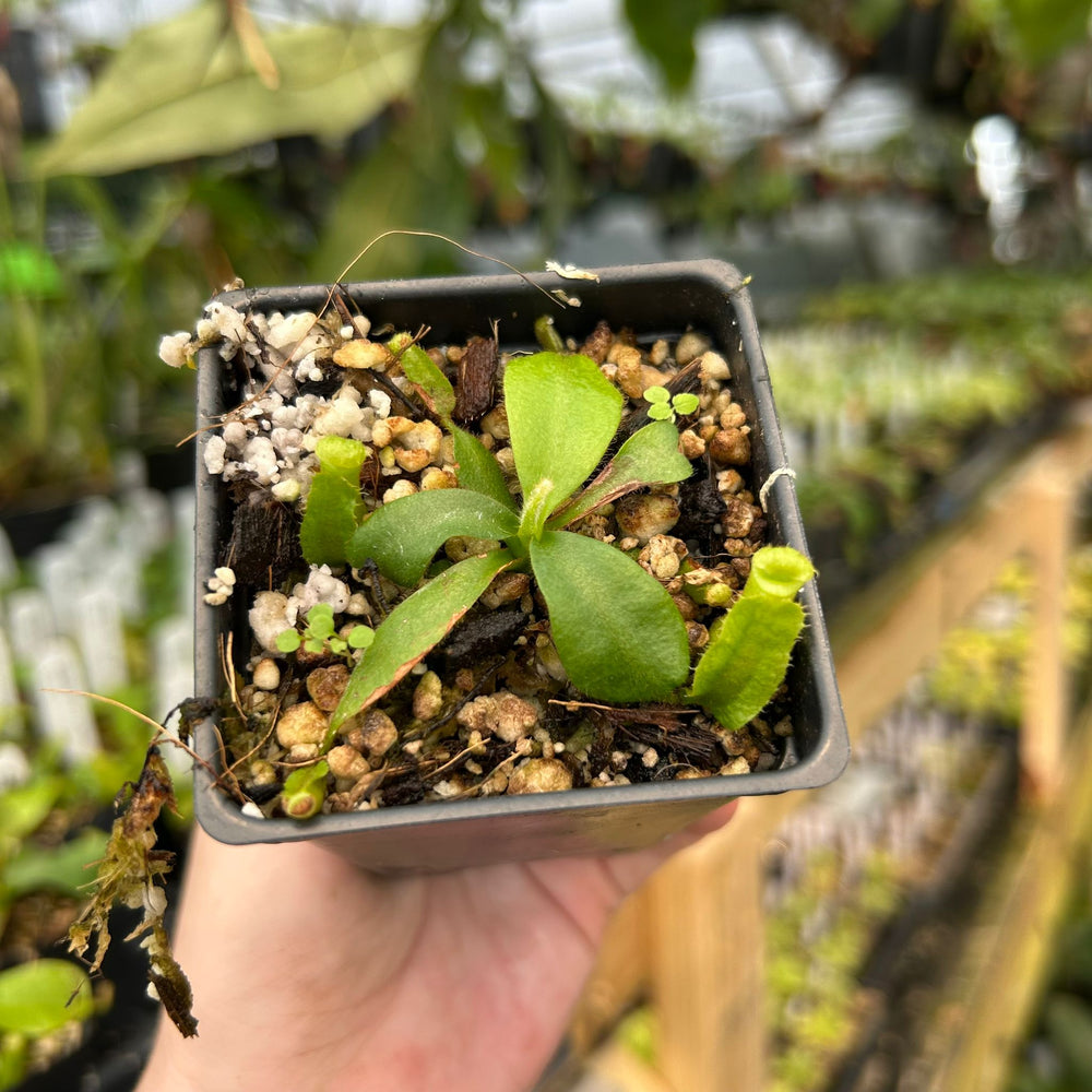 
                      
                        Nepenthes veitchii ((m) grex #2 x BE-3734), CAR-0889
                      
                    