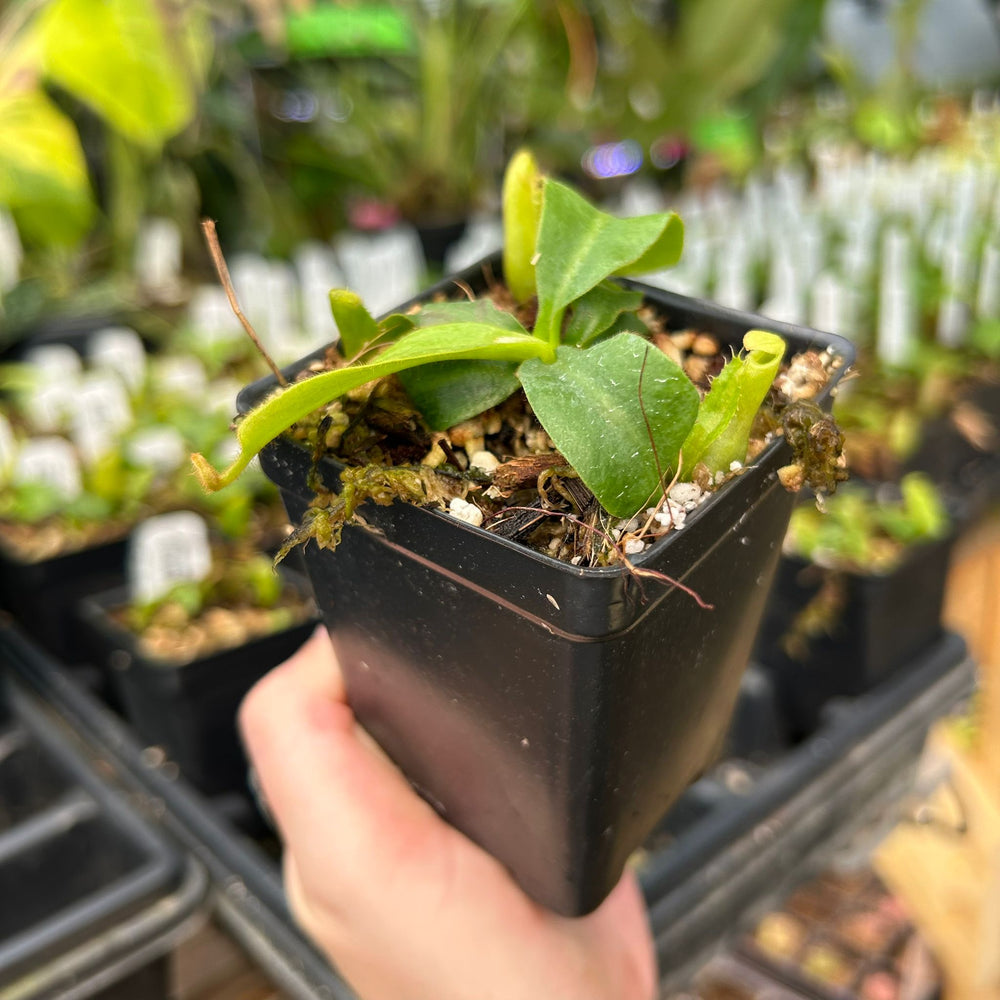 Nepenthes veitchii ((m) grex #2 x BE-3734), CAR-0889