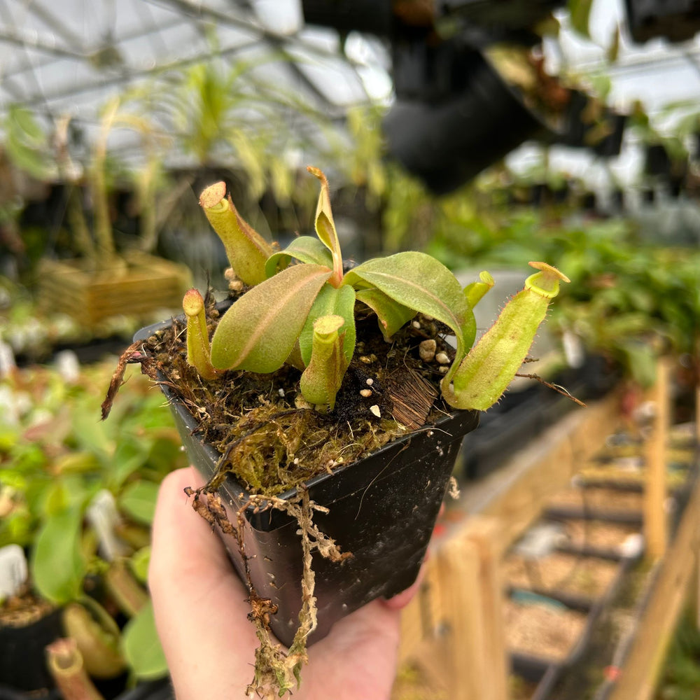 
                      
                        Nepenthes 'Song of Melancholy' x {[(Rokko x boschiana) x veitchii] x veitchii (m)} - EP white peristome, CAR-0946
                      
                    