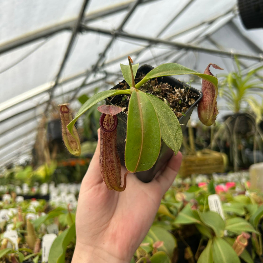 
                      
                        Nepenthes eymae EP x (truncata x veitchii) -Red, CAR-0370
                      
                    