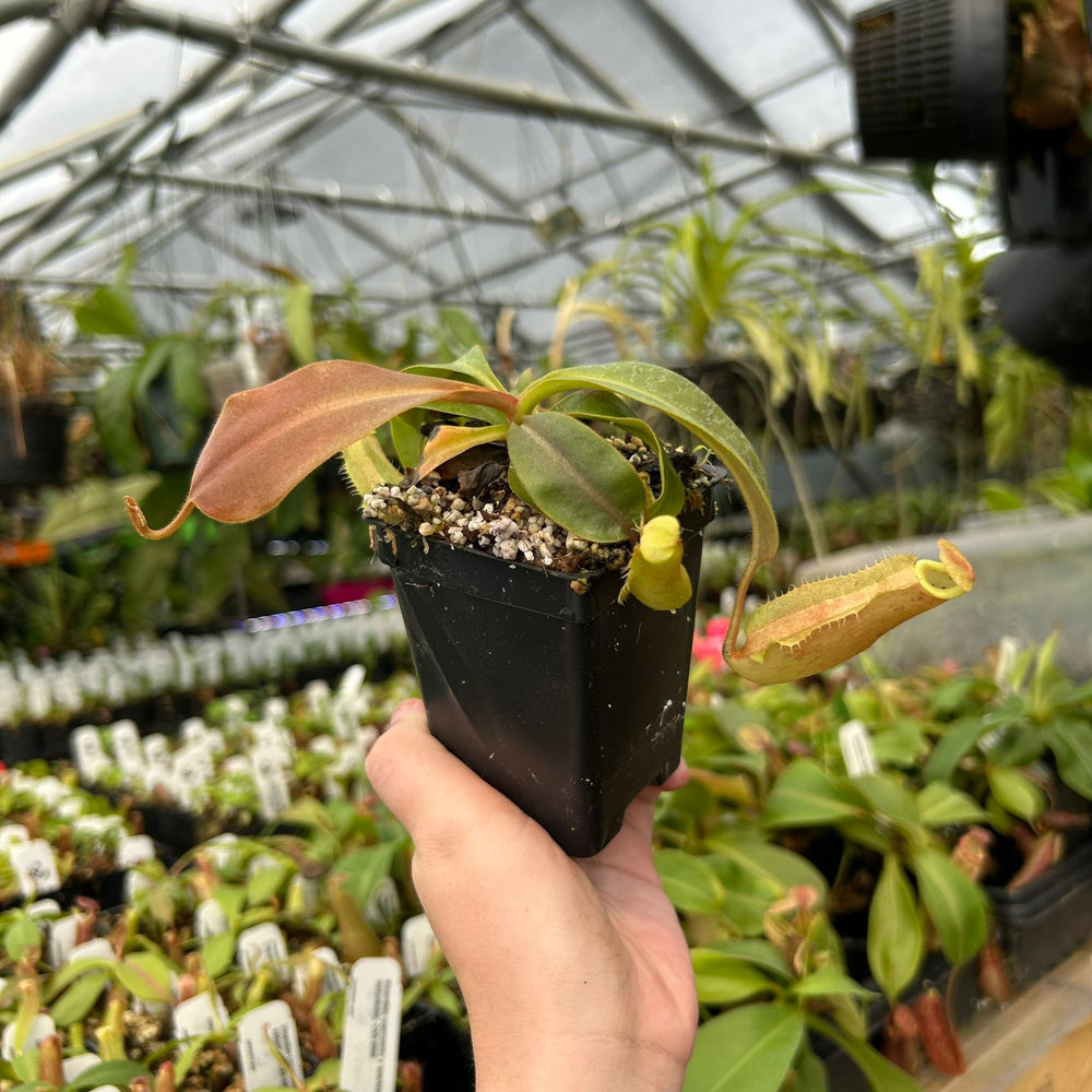 
                      
                        Nepenthes 'Song of Melancholy' x {[(Rokko x boschiana) x veitchii] x veitchii (m)} - EP white peristome, CAR-0946
                      
                    