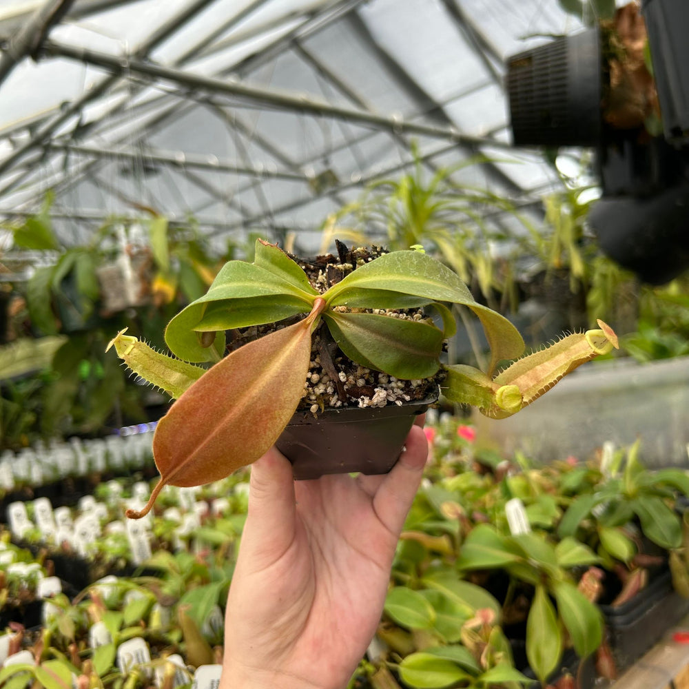 
                      
                        Nepenthes 'Song of Melancholy' x {[(Rokko x boschiana) x veitchii] x veitchii (m)} - EP white peristome, CAR-0946
                      
                    