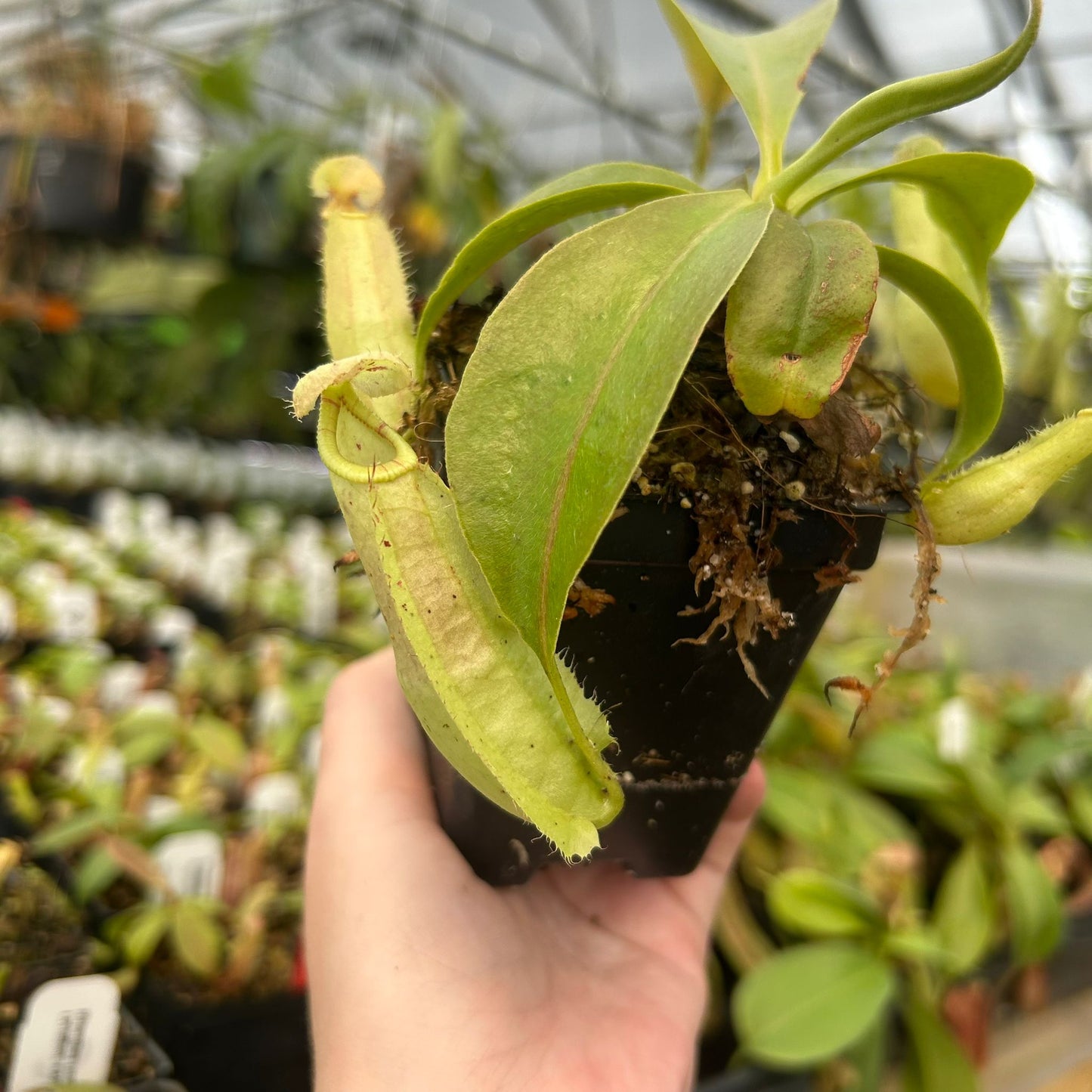 Nepenthes rafflesiana Leilani x {'Song of Melancholy' x [(lowii x veitchii) x boschiana]}, CAR-0826
