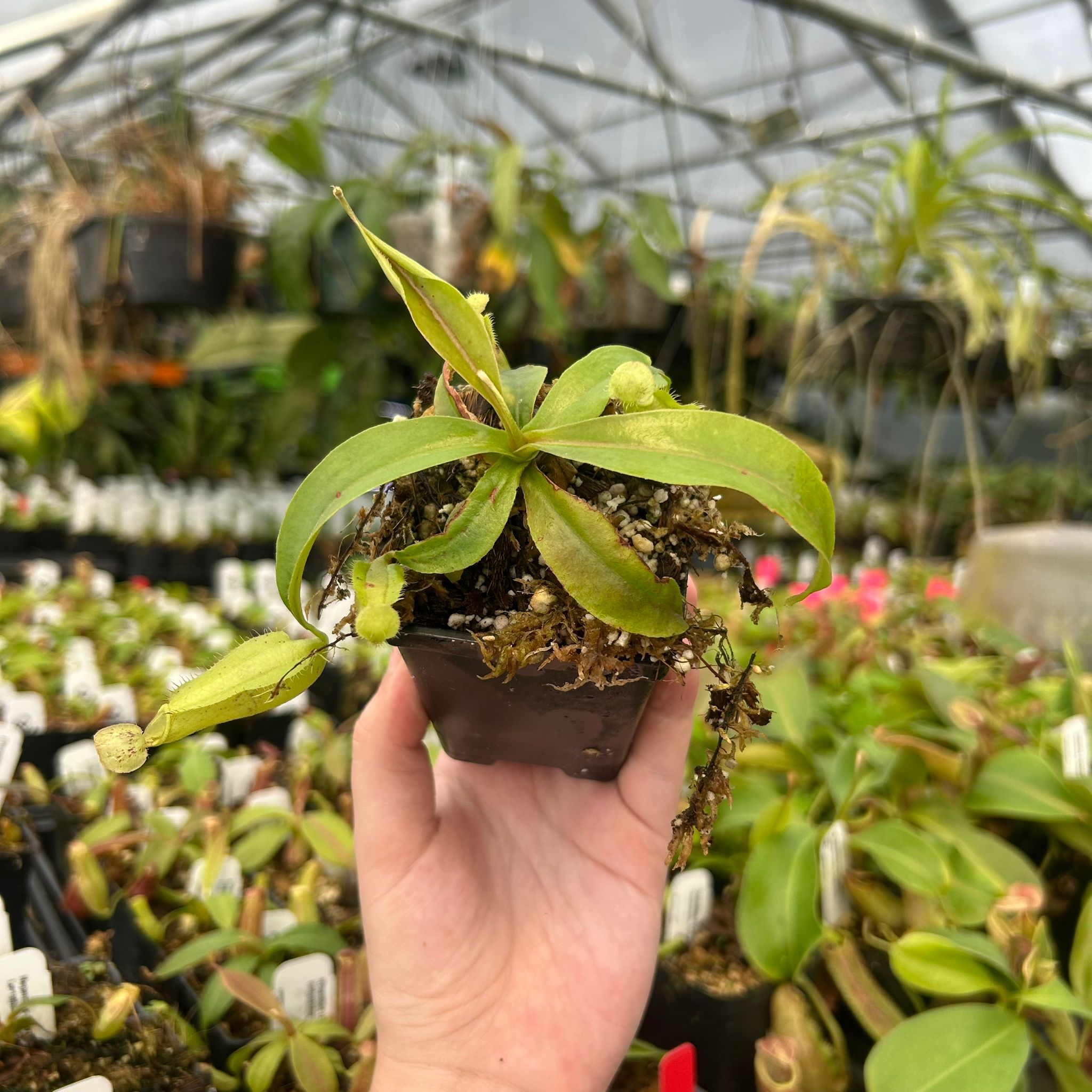 Nepenthes rafflesiana Leilani x {'Song of Melancholy' x [(lowii x