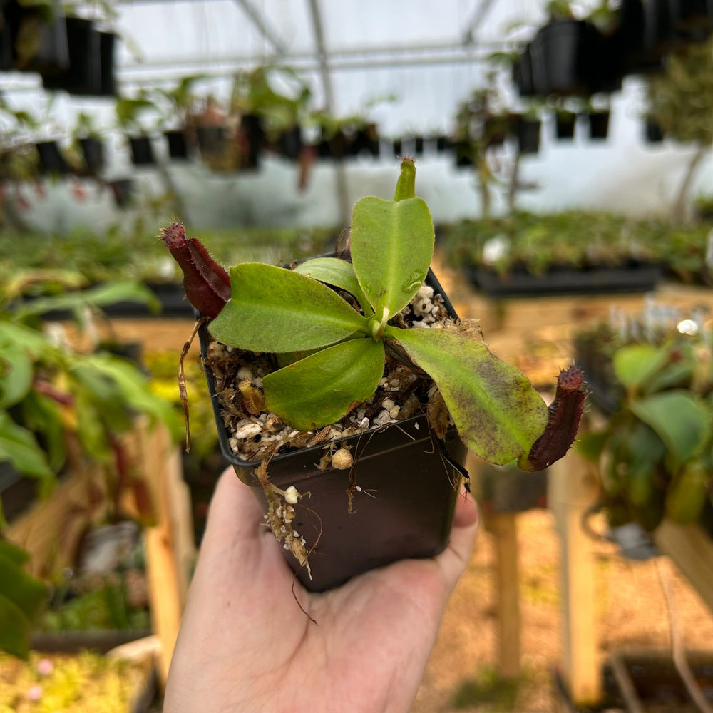 
                      
                        Nepenthes naga x truncata JB, CAR-0878
                      
                    