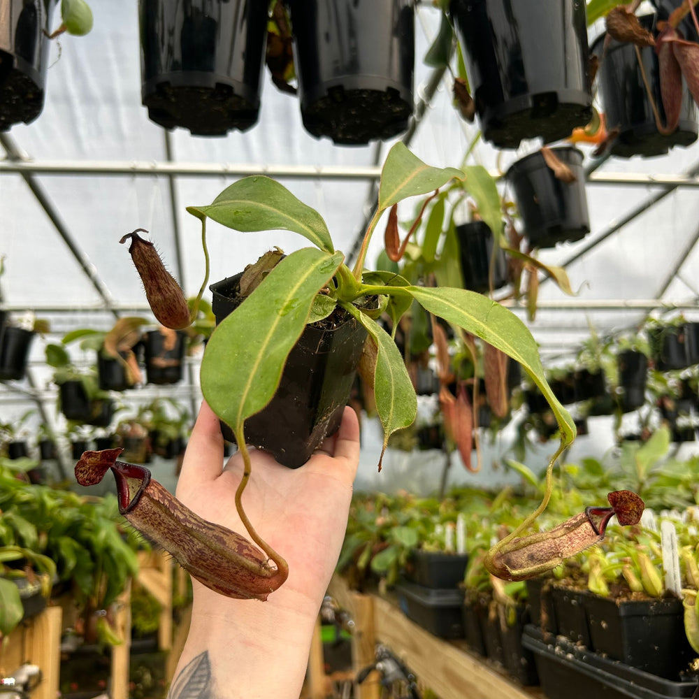 
                      
                        Nepenthes eymae EP x (truncata x veitchii) -Red, CAR-0370
                      
                    