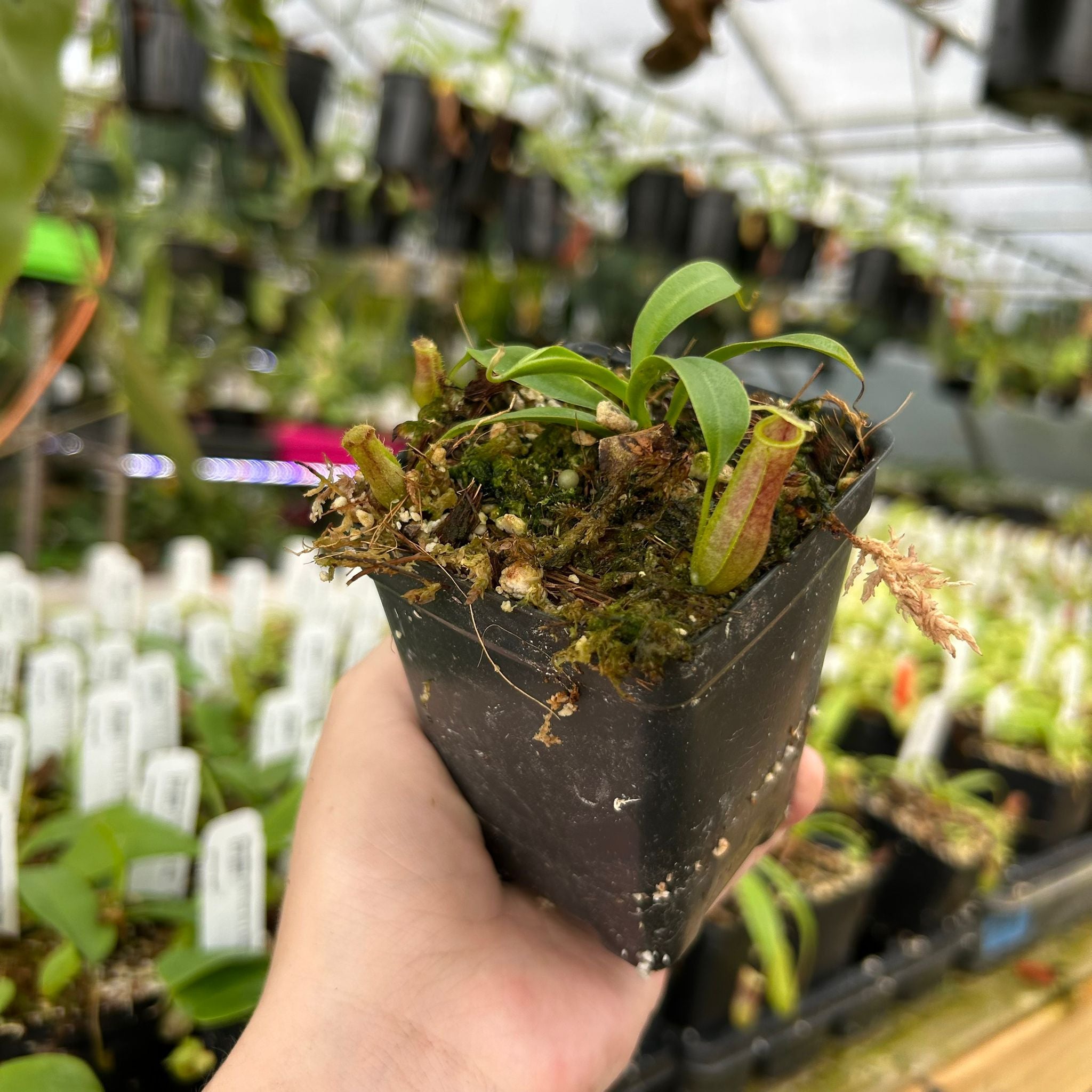 クレセリア　Nagata Nepenthes ventricosa (k) x naga, CAR-0931 – Carnivero