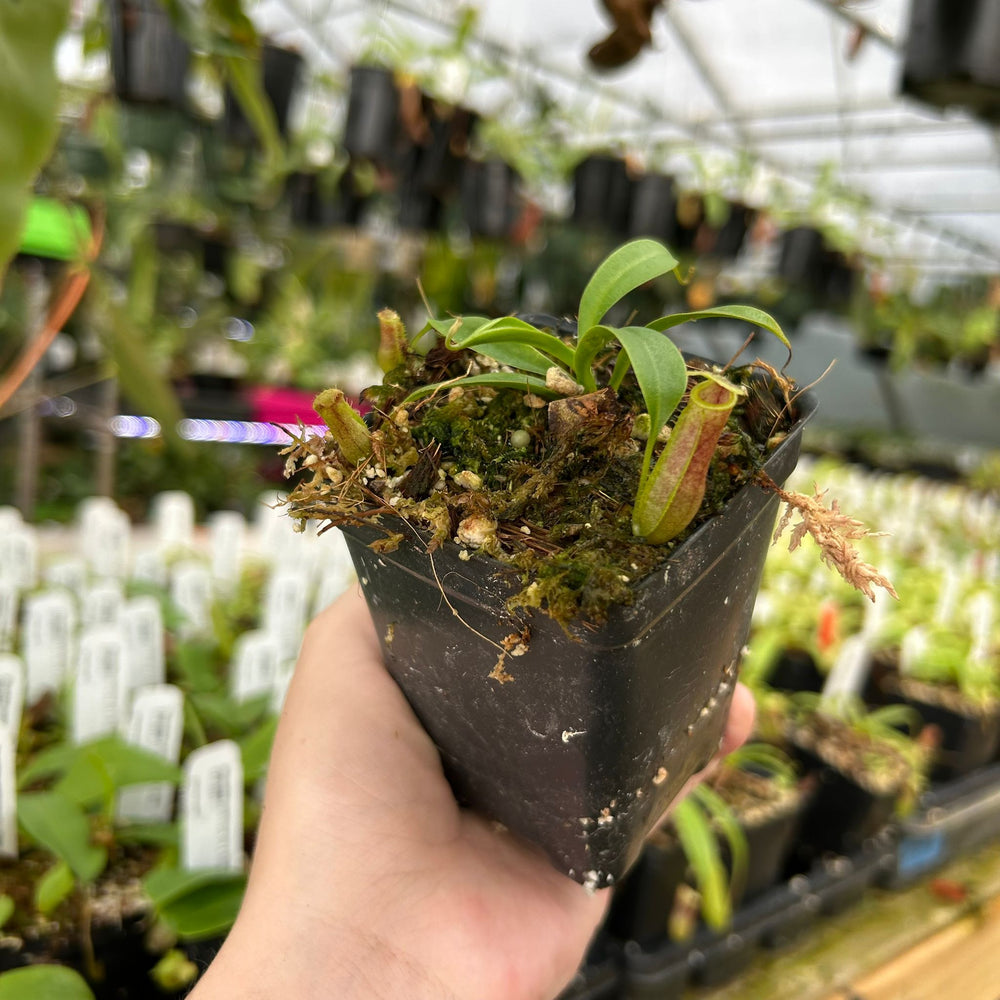 
                      
                        Nepenthes ventricosa (k) x naga, CAR-0931
                      
                    