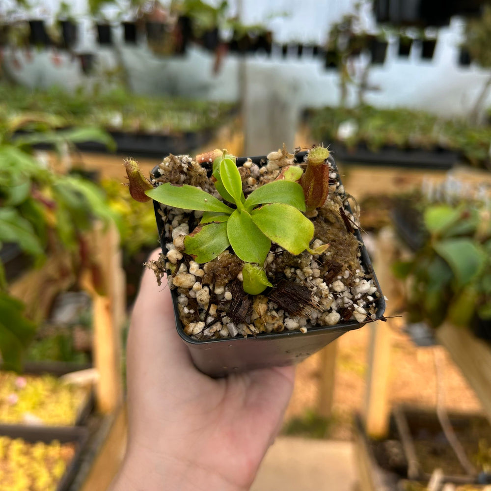 
                      
                        Nepenthes naga x truncata JB, CAR-0878
                      
                    