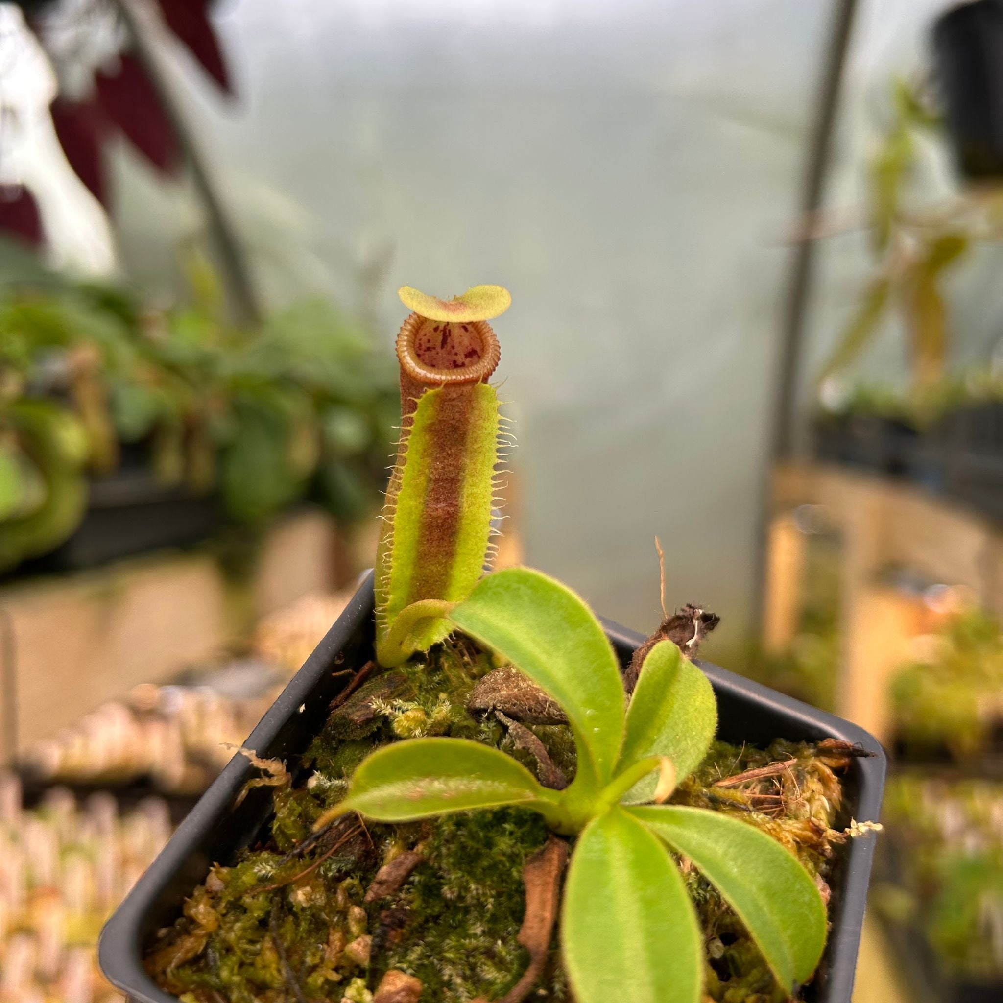 Nepenthes spathulata x trusmadiensis, CAR-0896 – Carnivero