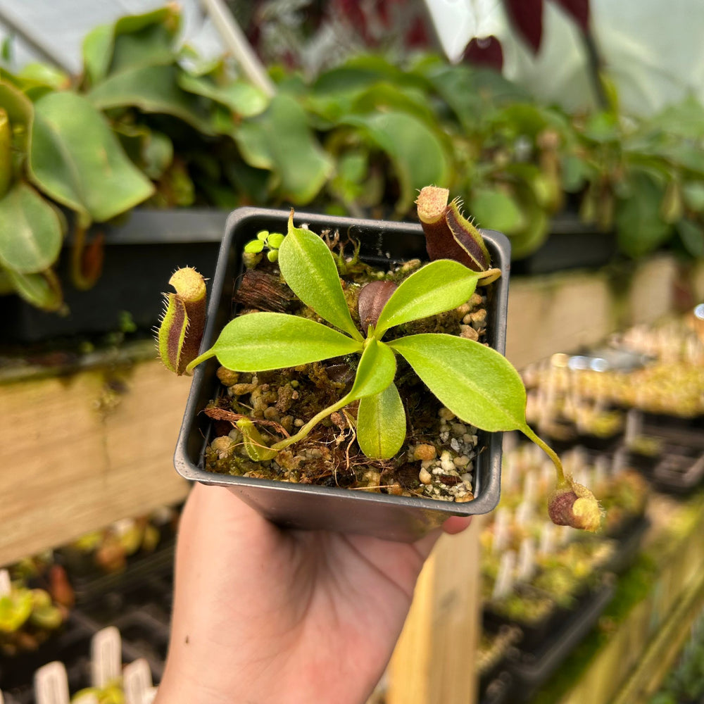 
                      
                        Nepenthes spathulata x trusmadiensis, CAR-0896
                      
                    