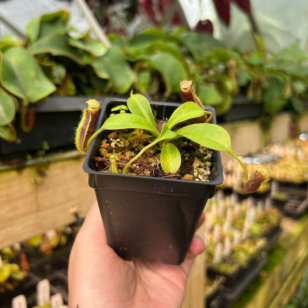 Nepenthes spathulata x trusmadiensis, CAR-0896