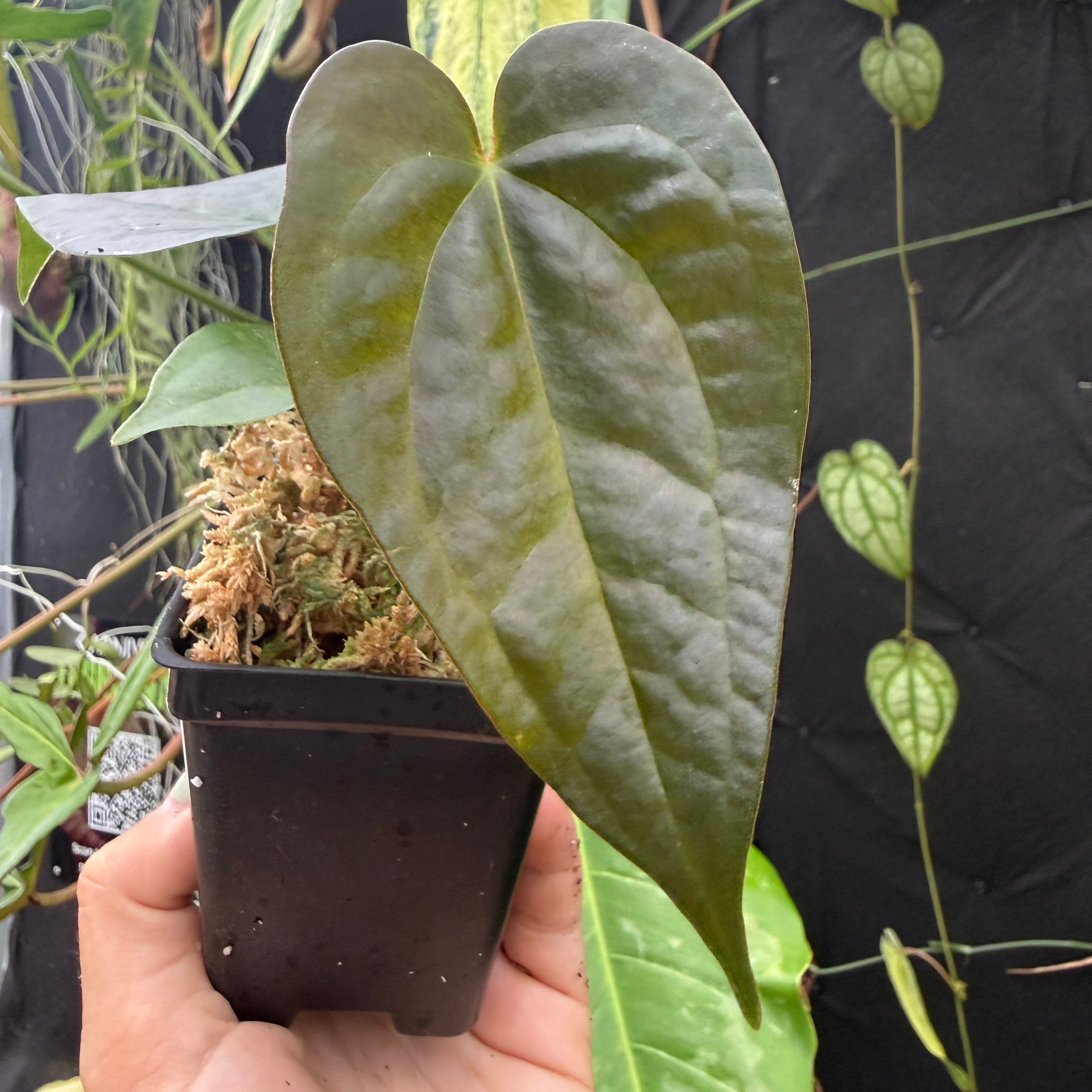 Anthurium 'Whiplash', CAR-0342 – Carnivero