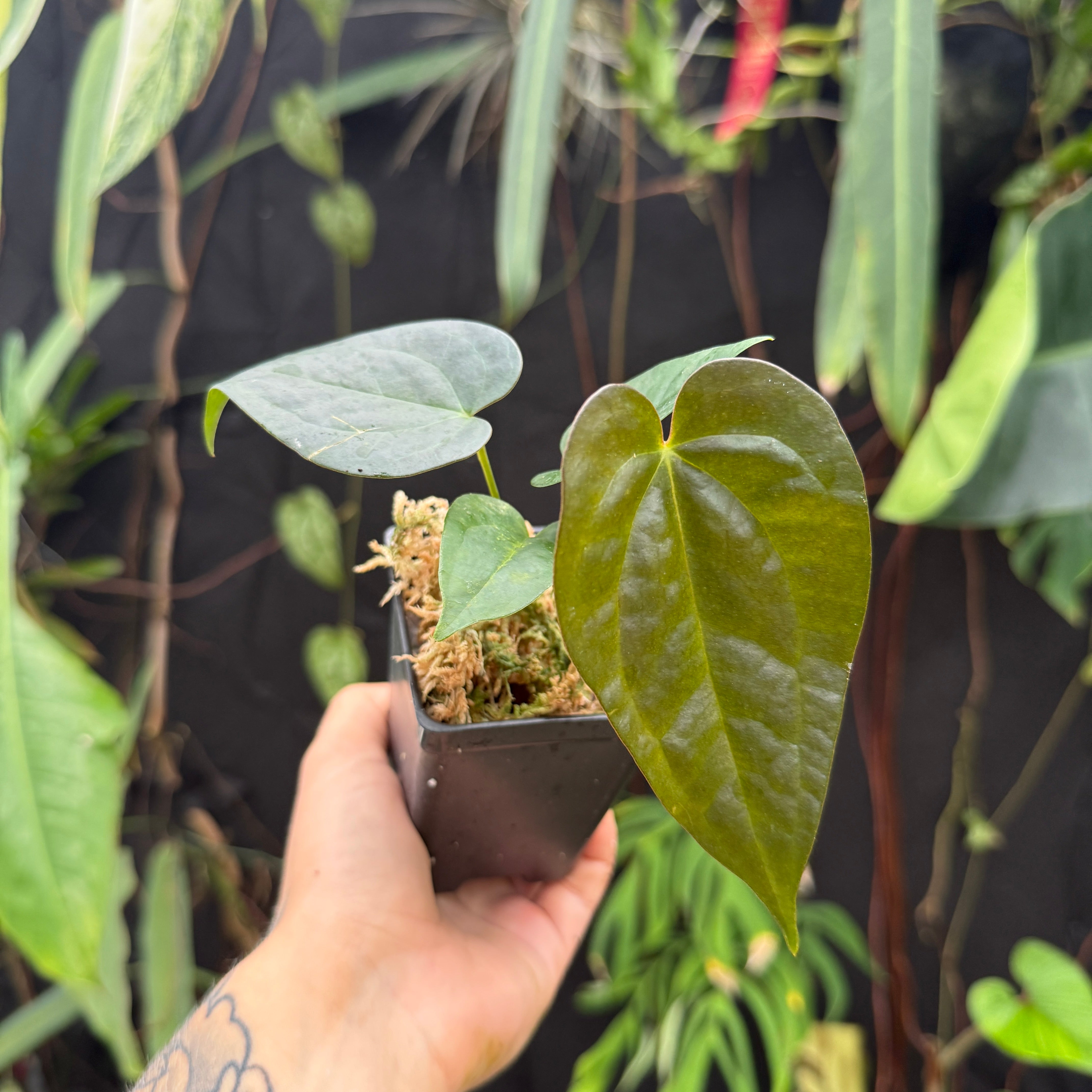 Anthurium 'Whiplash', CAR-0342 – Carnivero