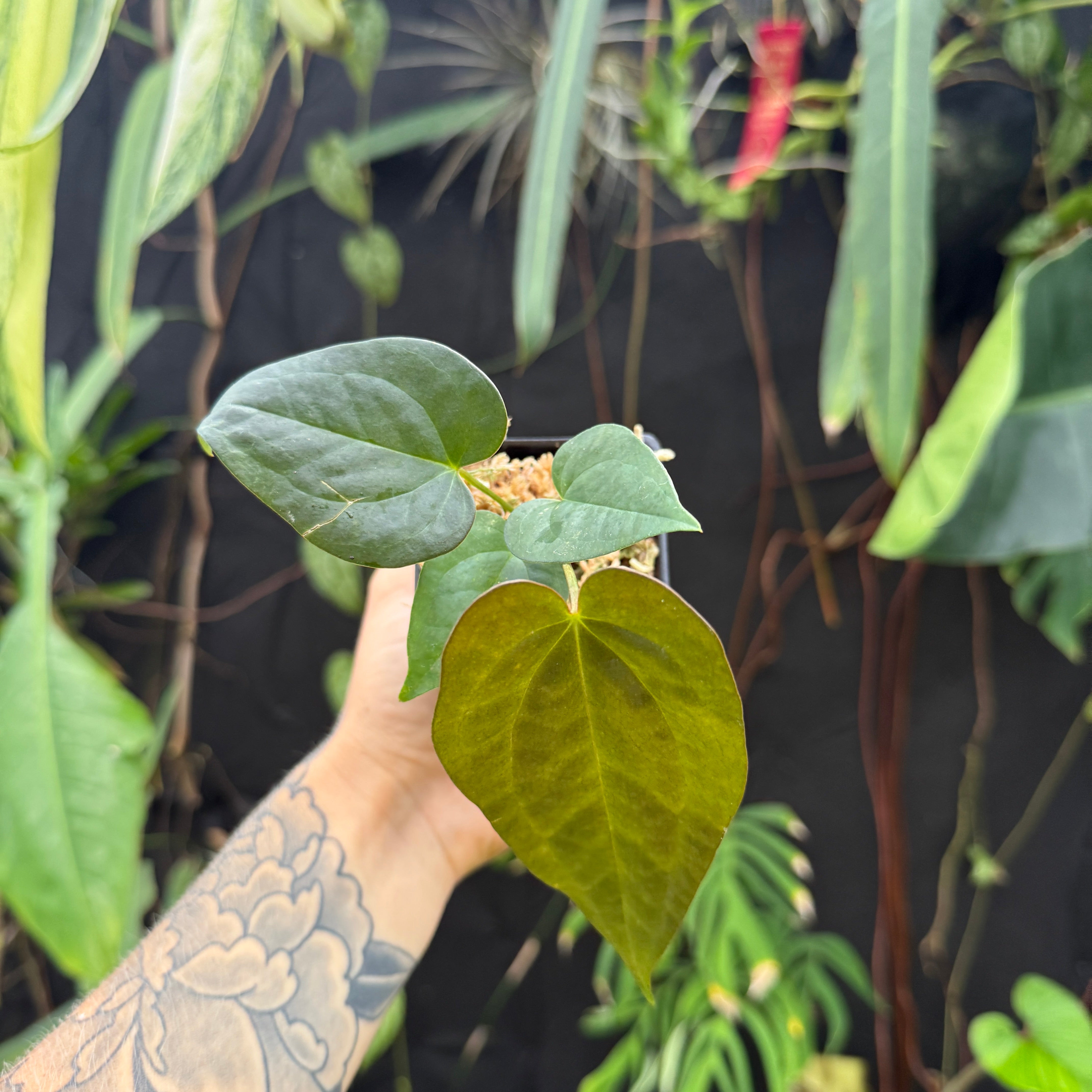 Anthurium 'Whiplash', CAR-0342 – Carnivero