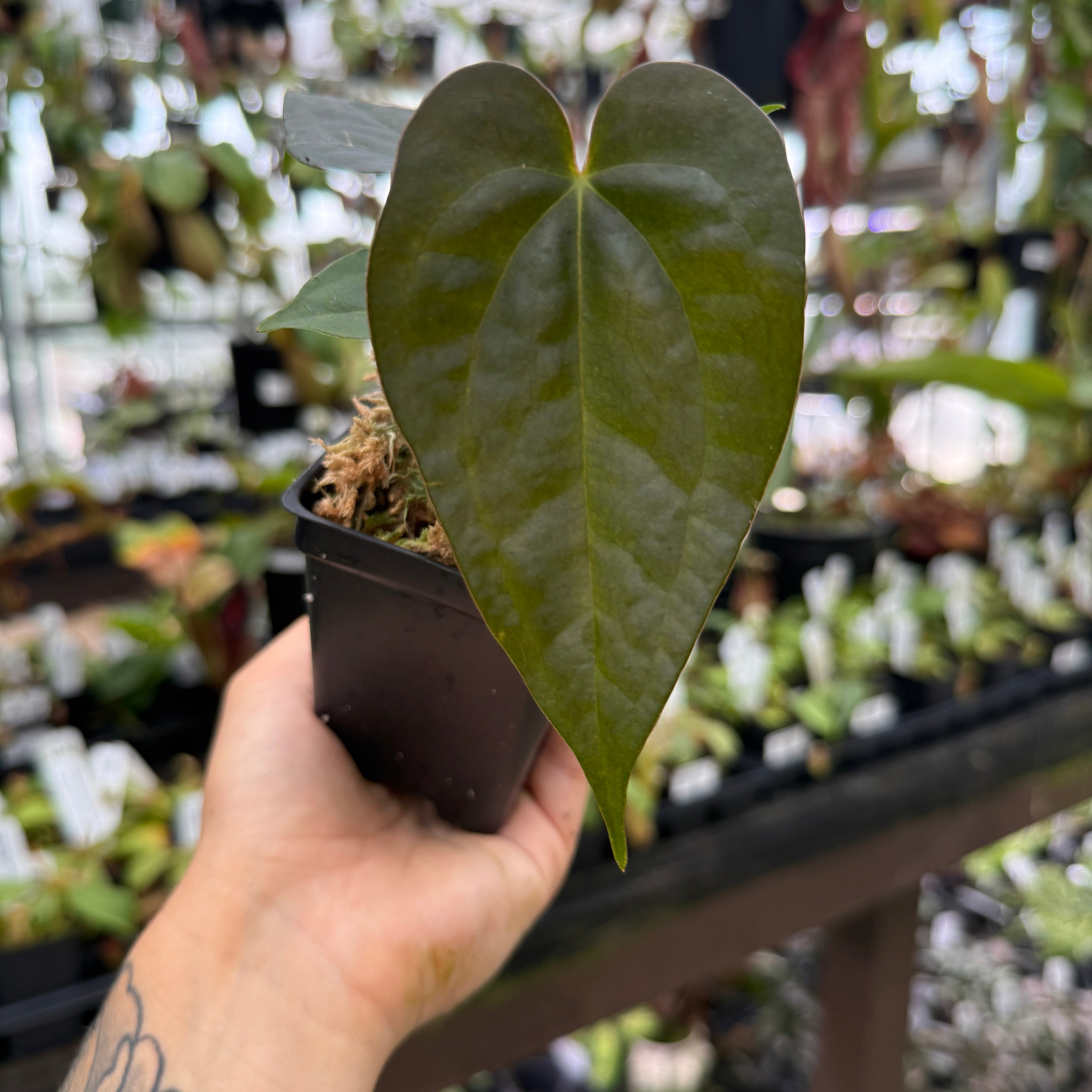 Anthurium 'Whiplash', CAR-0342 – Carnivero