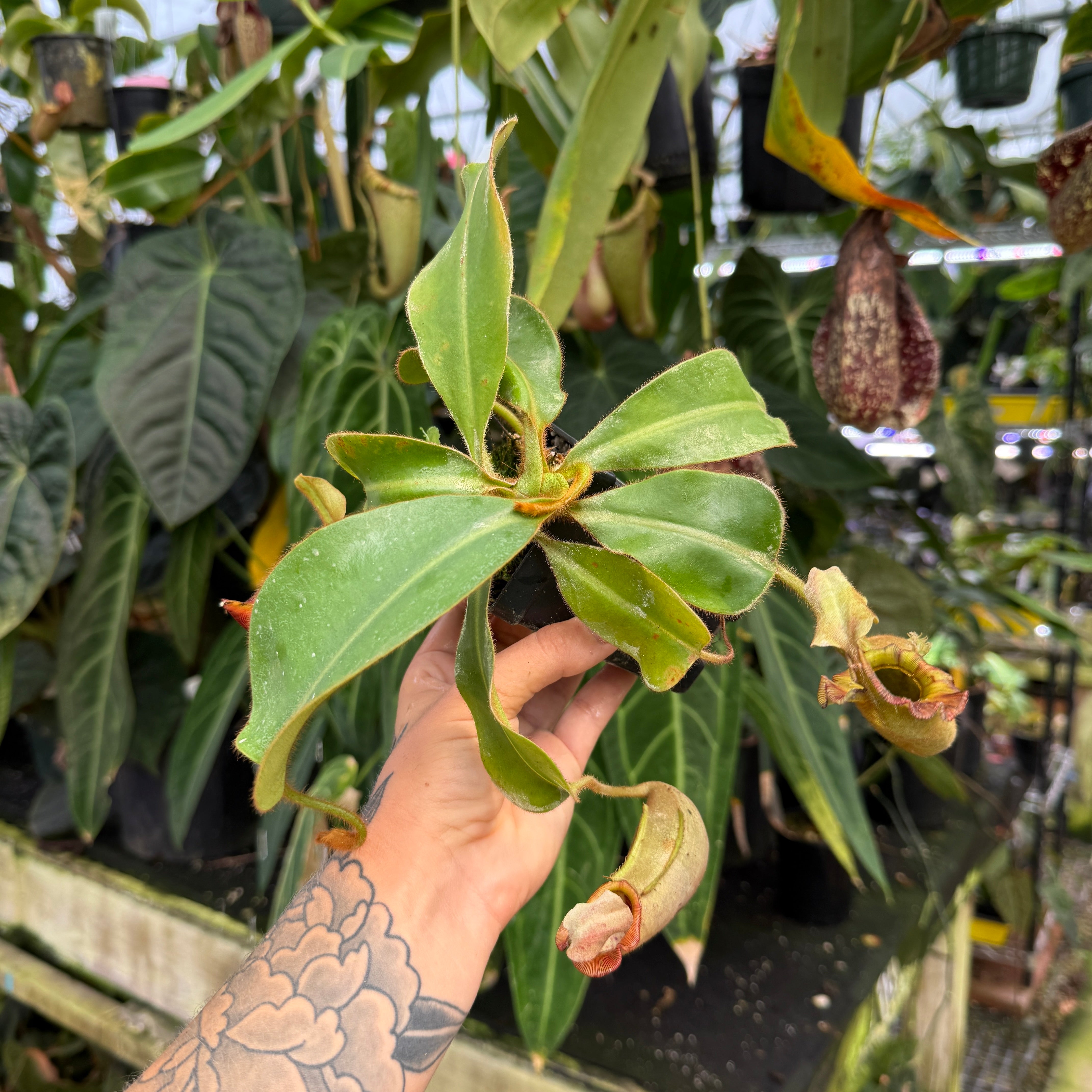 Nepenthes 'Whisper' x veitchii 'Cobra', CAR-0410 – Carnivero