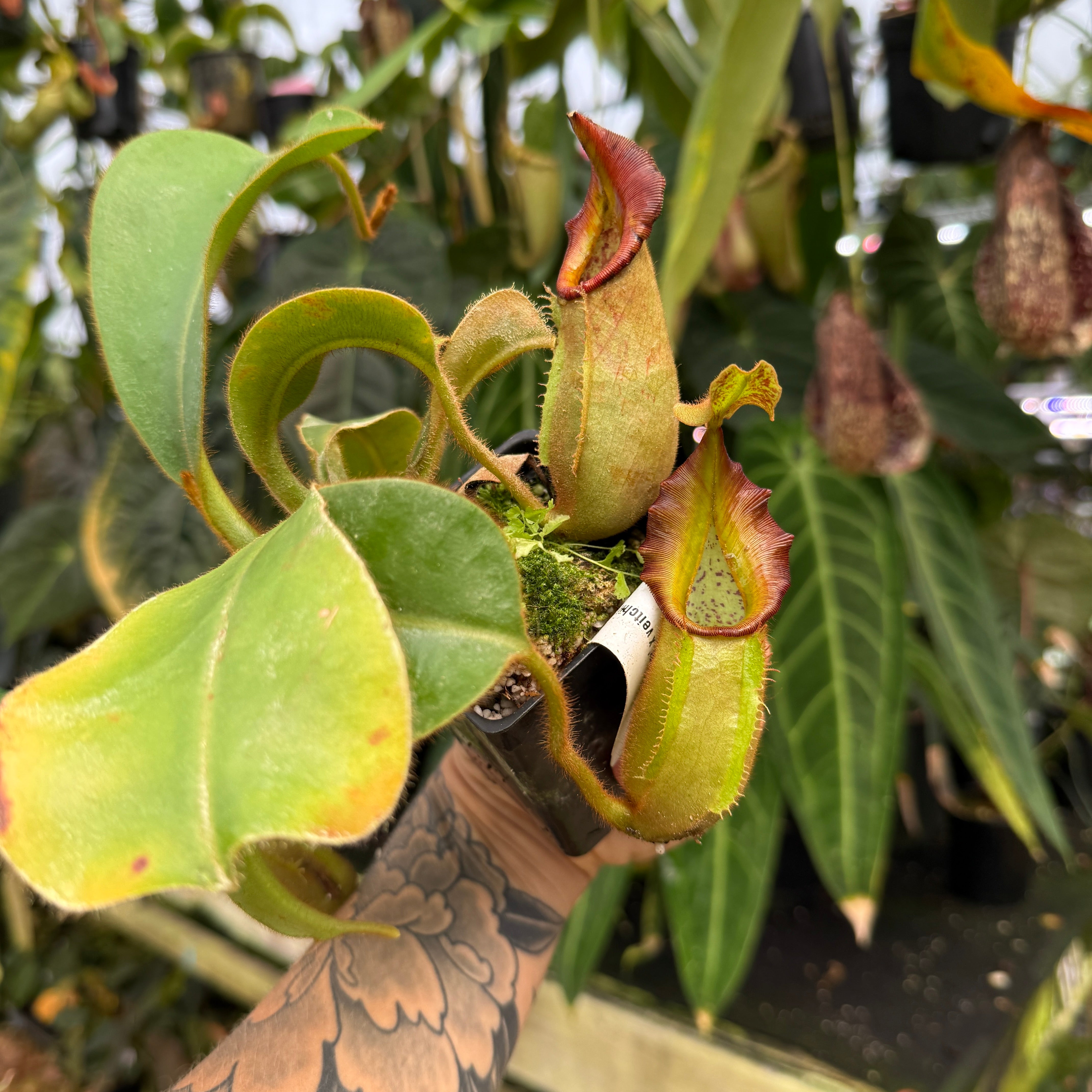 シュレーガー　チューリップウッド Nepenthes 'Whisper' x veitchii 'Cobra', CAR-0410 – Carnivero