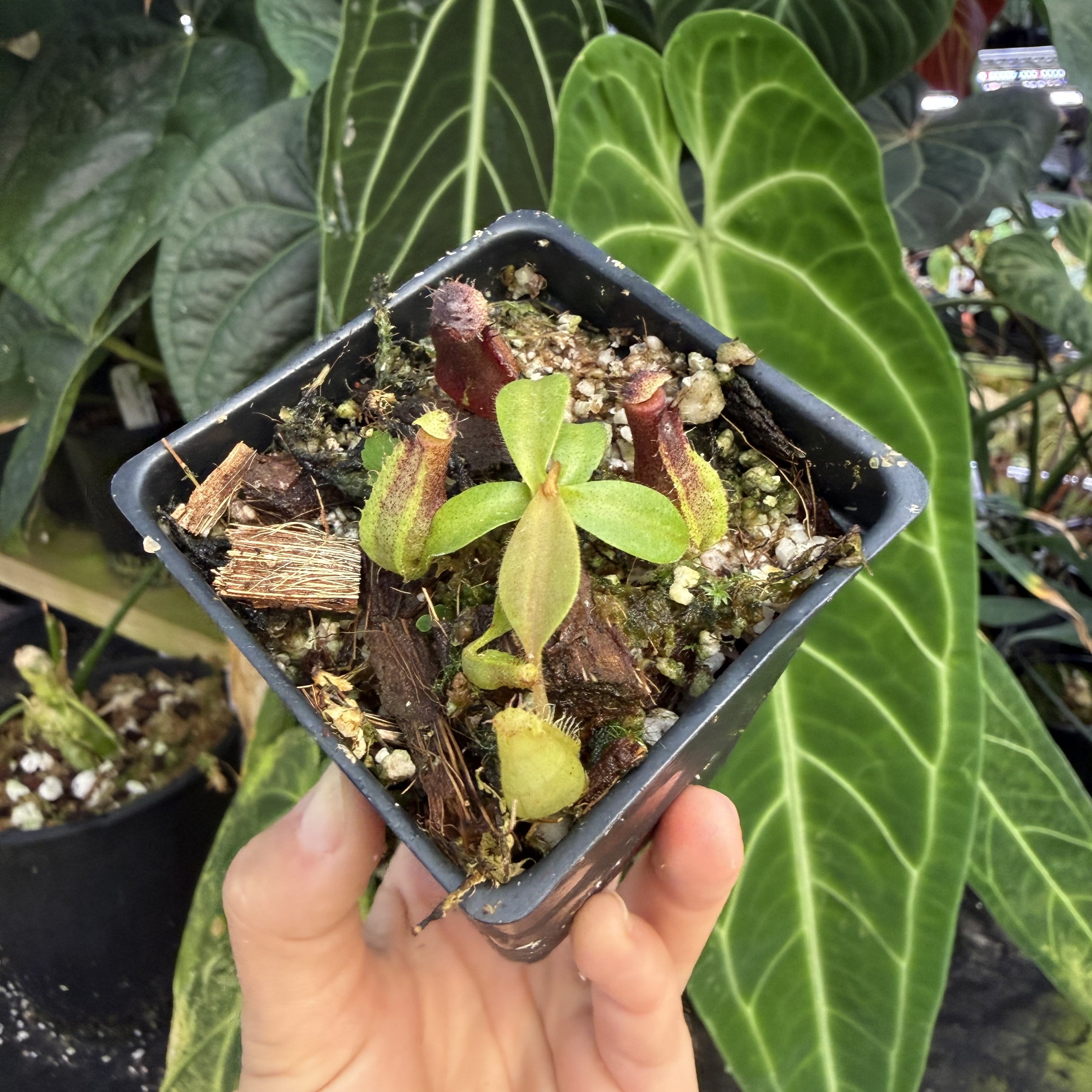 Nepenthes naga x veitchii 'Candy Dreams' CAR-0885 – Carnivero