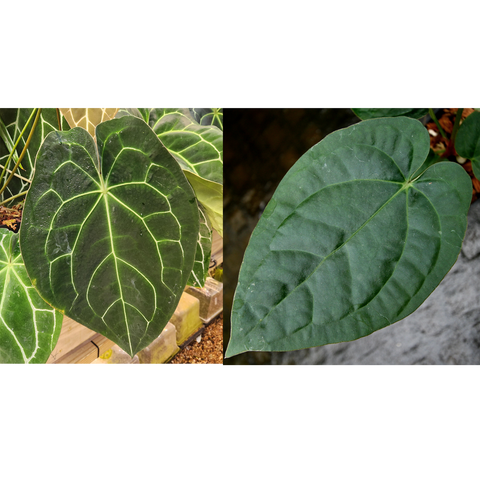Anthurium leaves with bright lime veins on dark green foliage