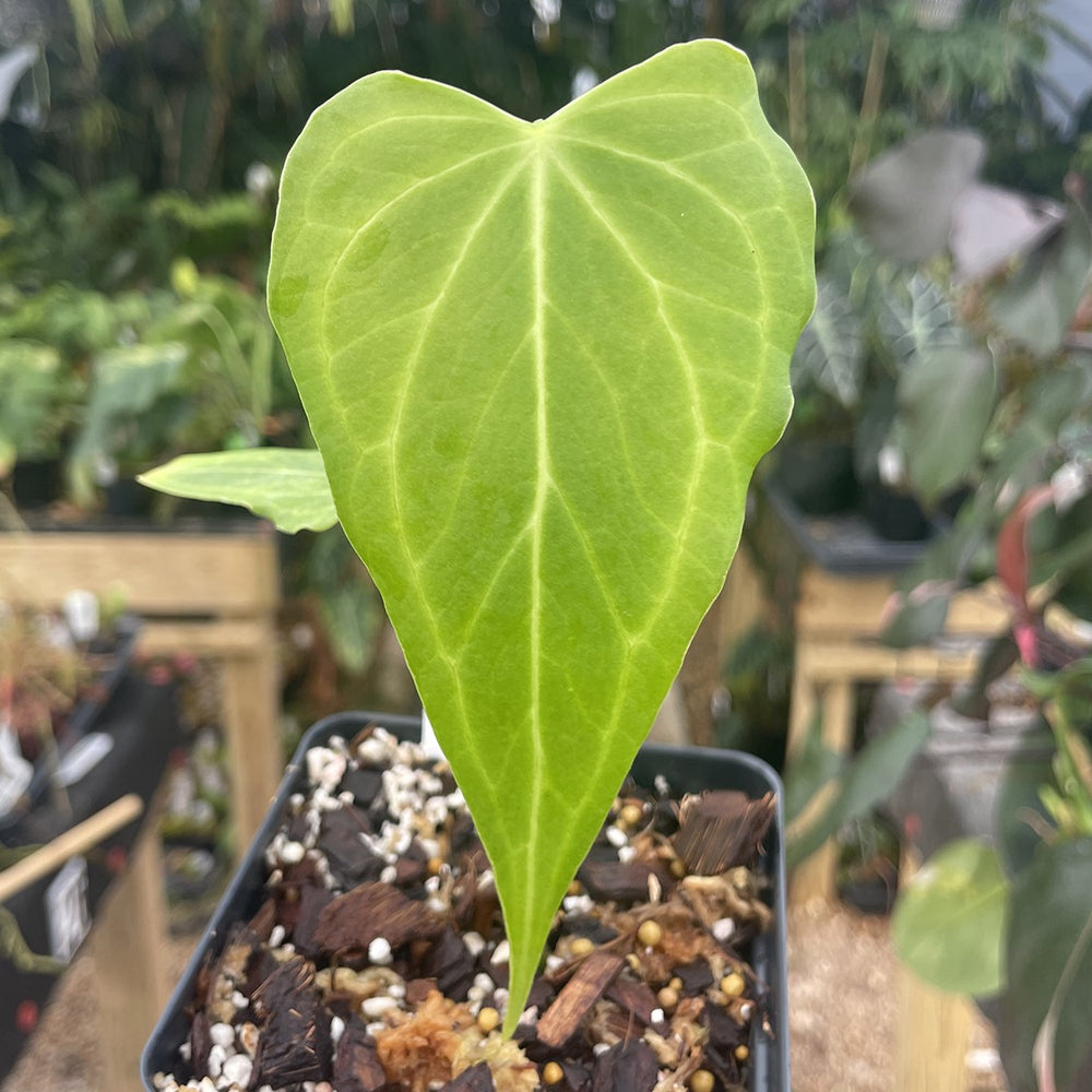 chinese anthurium Anthurium 'Delta Force' – Carnivero