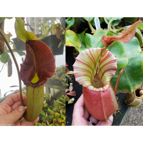 Nepenthes Whisper x veitchii Cobra hybrid showing a burgundy pitcher on the left and a pale striped pitcher on the right.