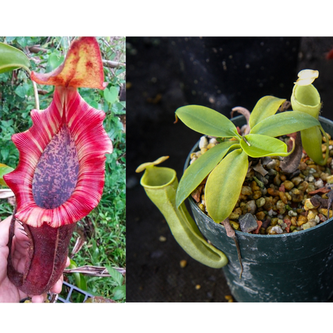 Split view of Nepenthes hybrid plants showing a large red pitcher on the left and a young green plant in a pot on the right