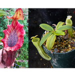 Nepenthes [(lowii x veitchii) x boschiana] x campanulata, CAR-0415