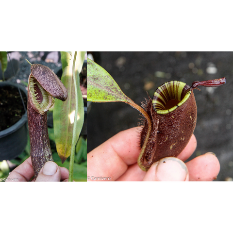 Two-panel view of Nepenthes Black Miracle pitchers; left a tall burgundy hooded pitcher, right a close-up of a lime green rimmed mouth