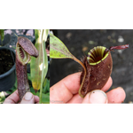 Nepenthes mirabilis var echinostoma x ampullaria 'Black Miracle', CAR-0416