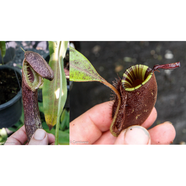 Nepenthes mirabilis var echinostoma x ampullaria 'Black Miracle', CAR-0416