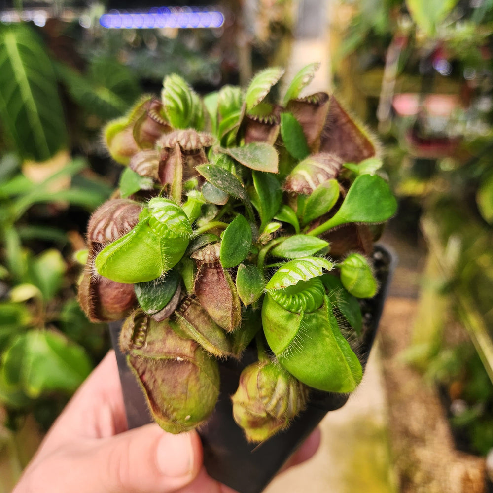 
                      
                        Cephalotus follicularis
                      
                    