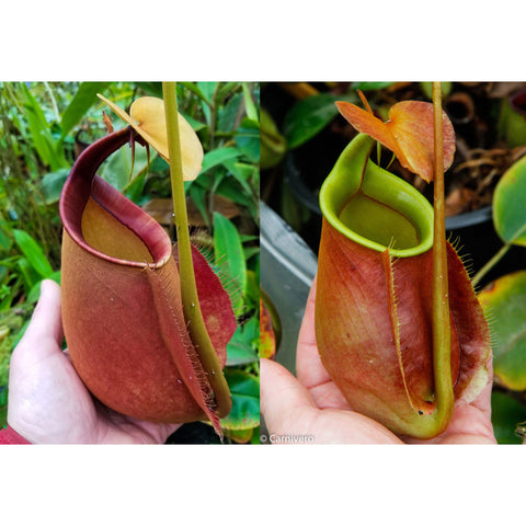 Collage of Nepenthes bicalcarata pitchers from the collection featuring large red curved shells and bright green interiors