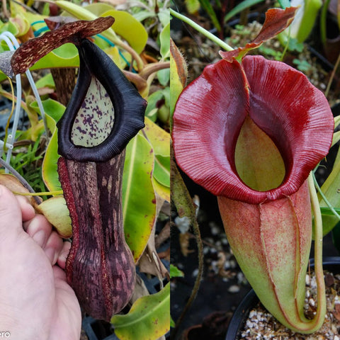 Nepenthes boschiana x spathulata x jacquelineae BE best 2 pitcher pair showing dark maroon left and red right