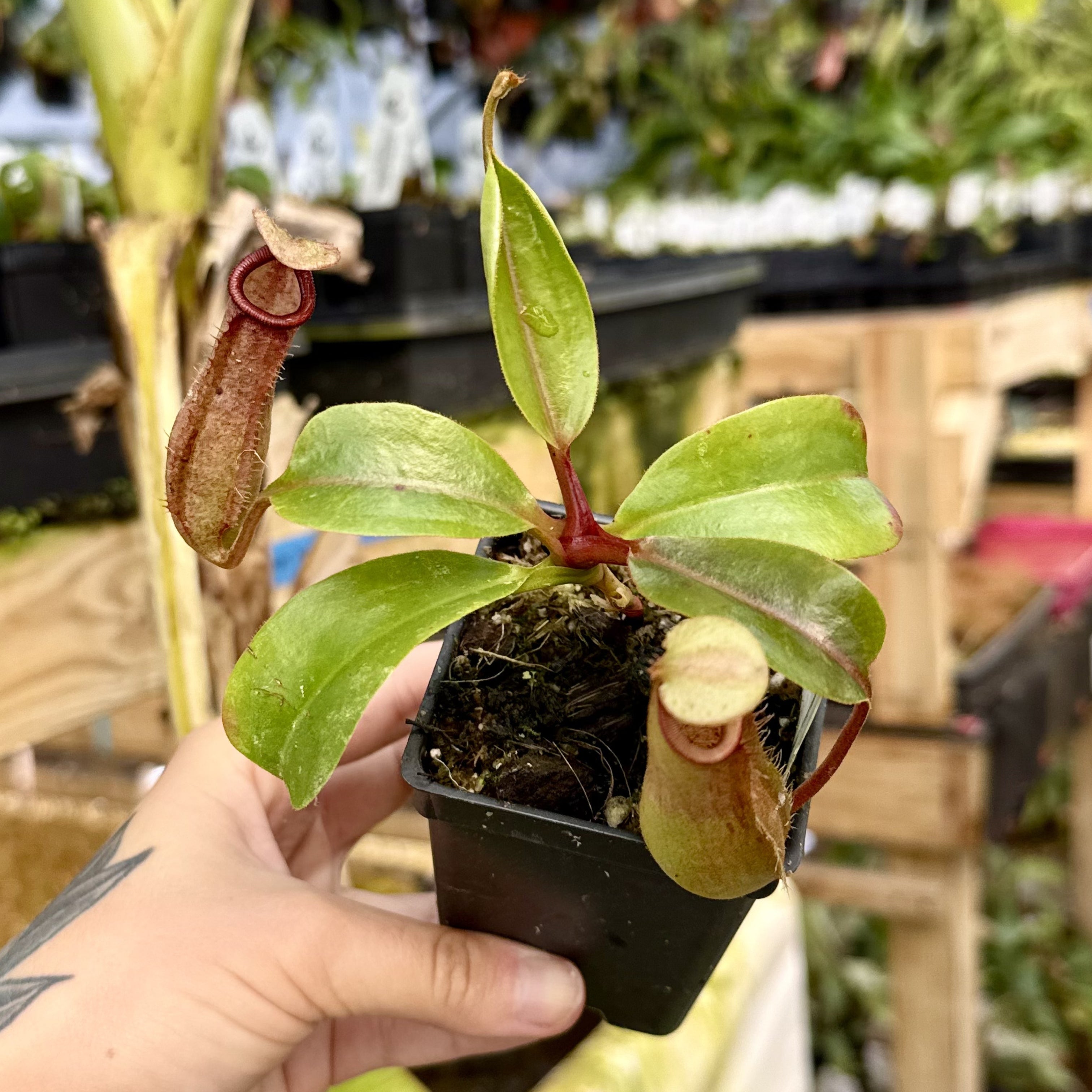 Nepenthes truncata x bicalcarata, CAR-0426 – Carnivero