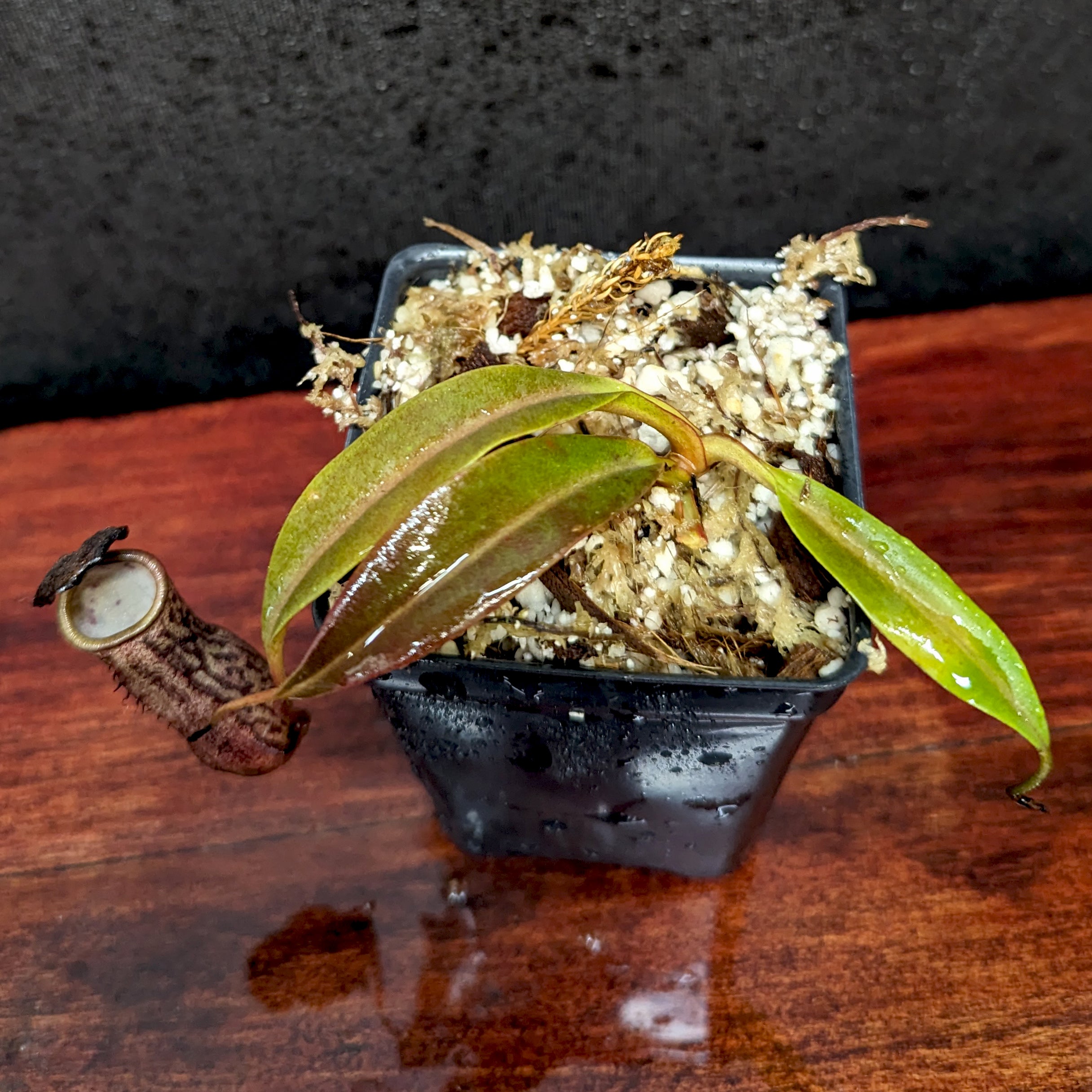 Nepenthes ceciliae, BE-4600 – Carnivero
