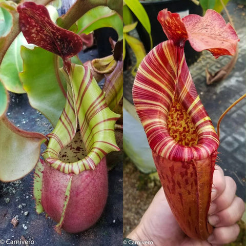 Collage of Nepenthes veitchii CK Best x Red Complex pitchers with striped rims in pink-green and red-yellow tones